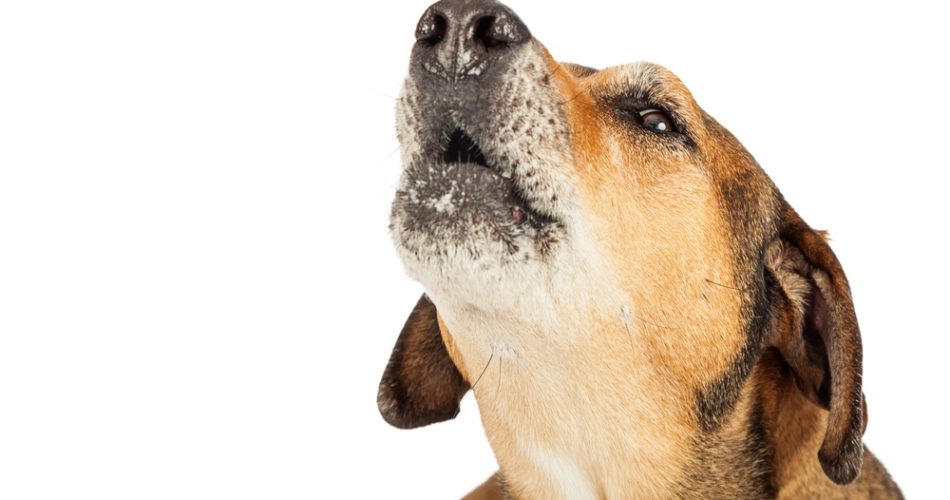 6 Reasons Why Hunting Dogs Howl