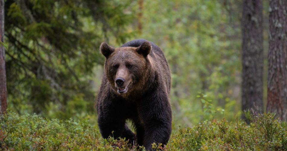 Bear Hunting Regulation: Is It Legal to Hunt Bear