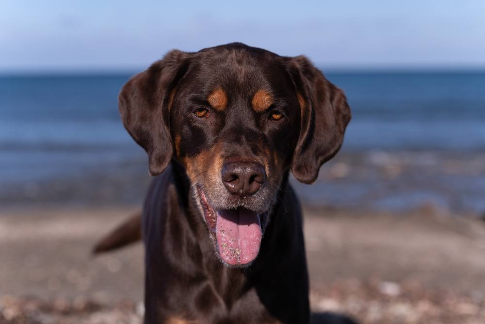 do Hunting Dogs Have Floppy Ears