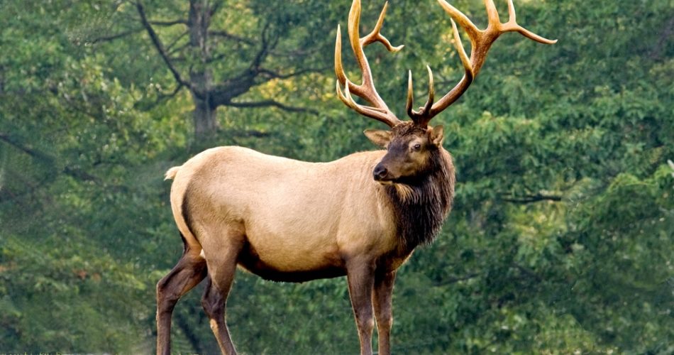 Elk Meat - How Much Can You Get from Elk Hunting