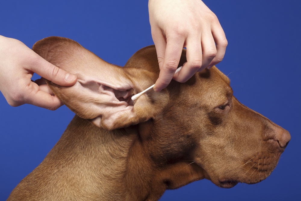 How to clean the floppy ears of your hunting dogs