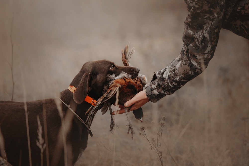 Hunting Dogs Have Floppy Ears