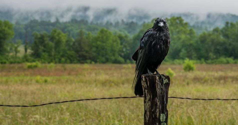 Hunting Tips for Beginners: Why Crow Hunting