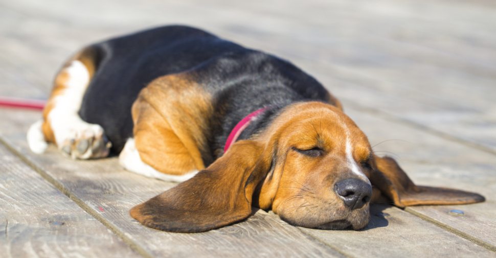Why do basset hounds have long ears?