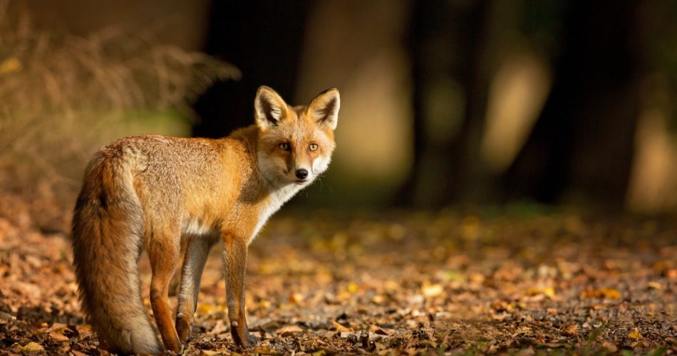 Hunting Bay: What is the Purpose of Fox Hunting