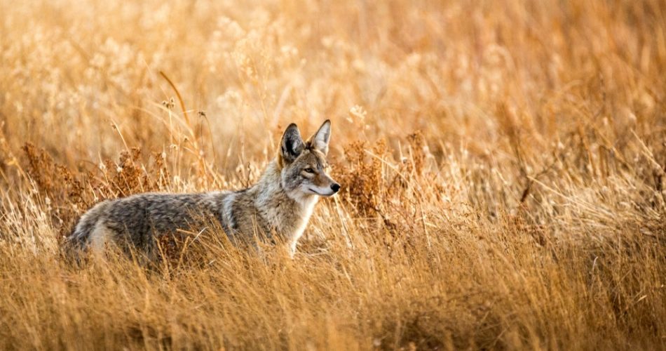 Why You Should Hunt Coyotes and Hunting Guides to Follow