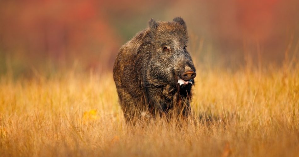 Reasons For Hunting: Why Hog Hunting