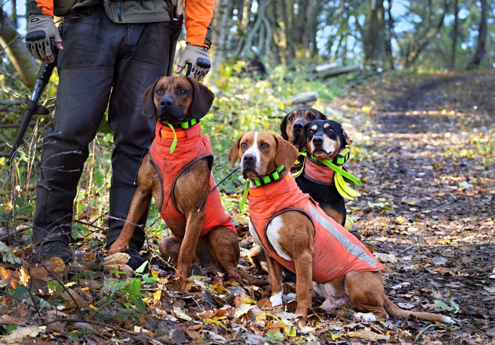 reasons your hunting dog needs to wear a vest