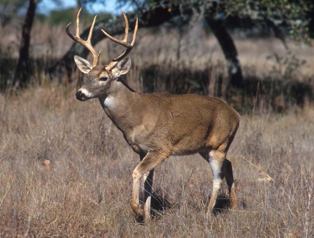 ADULT Buck