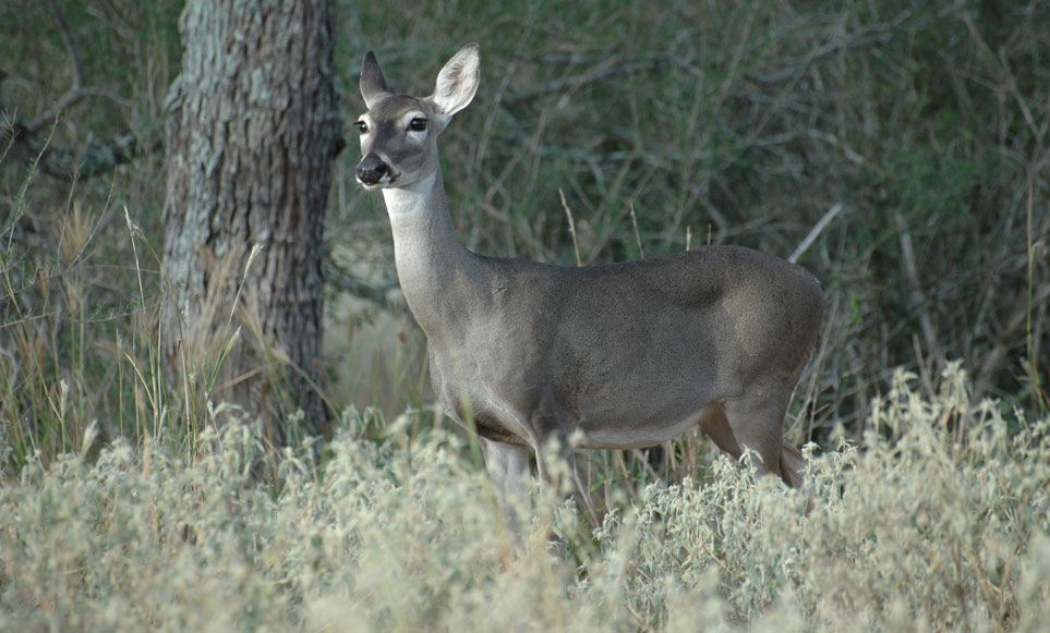  Biche Adulte