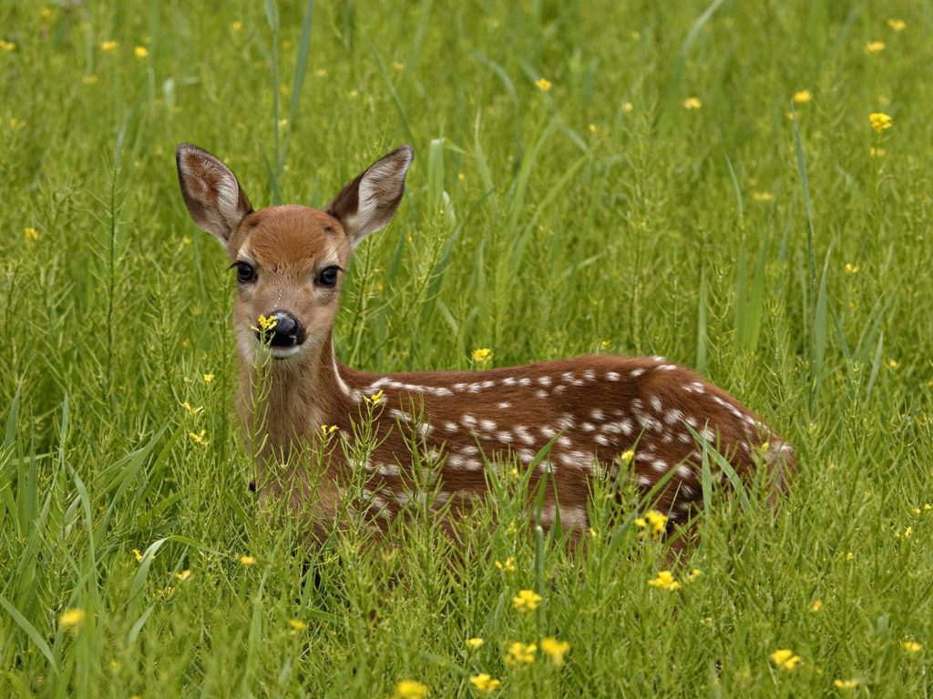  The Fawn