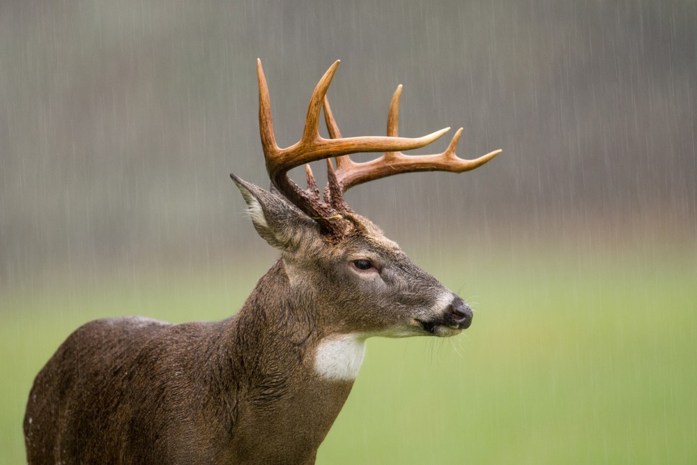 How To Hunt Deer in The Rain Hunter Experts