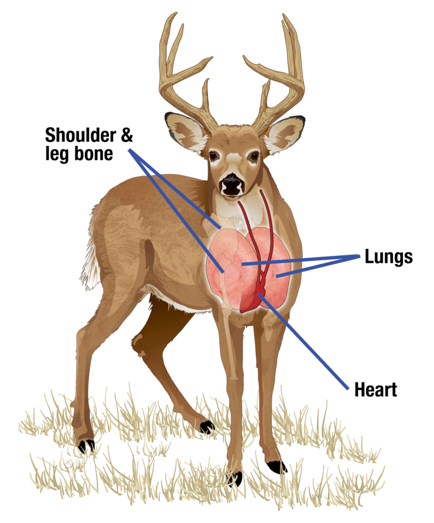 The Most Vital Shot Angle To Be Avoided by Bowhunters