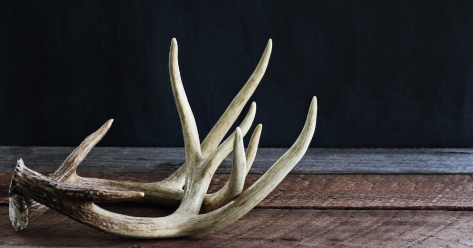 what is shed hunting