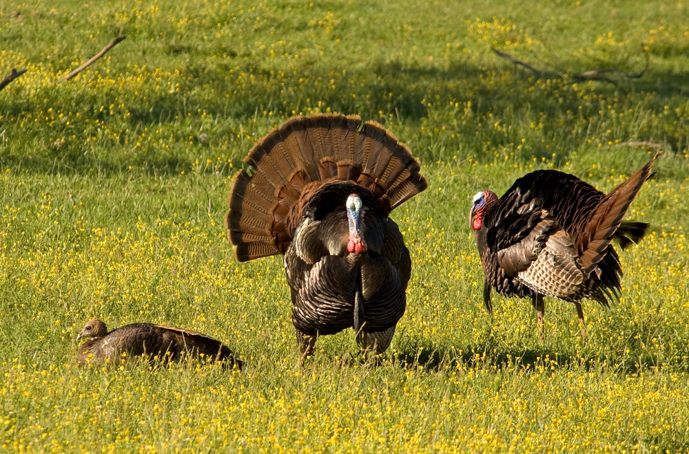 Can You Shoot A Turkey With A Modified Choke?