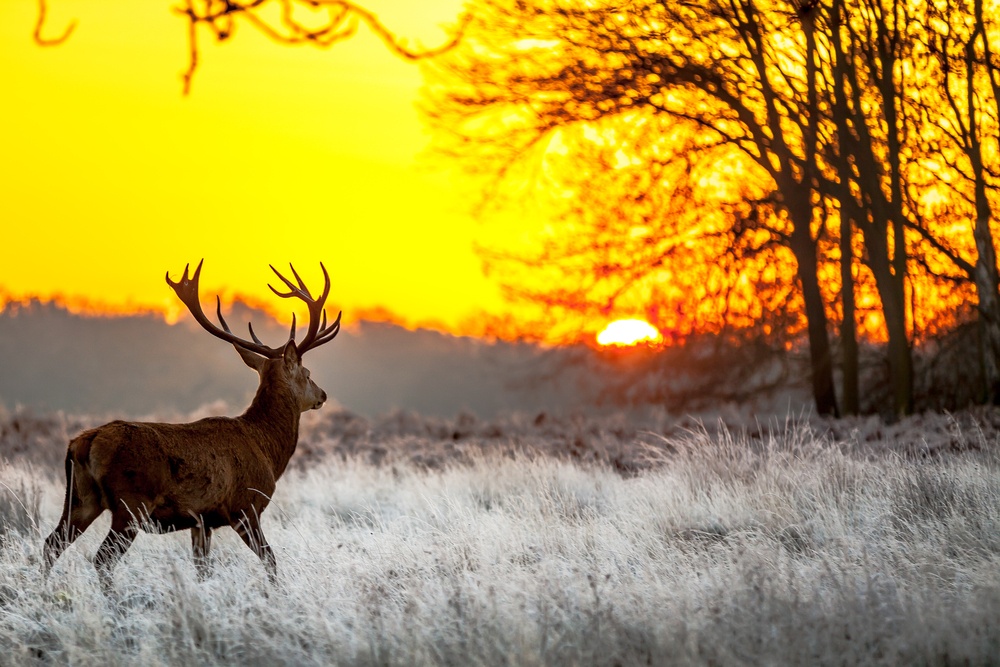 The Best Crossbow Shot Targets For Deers