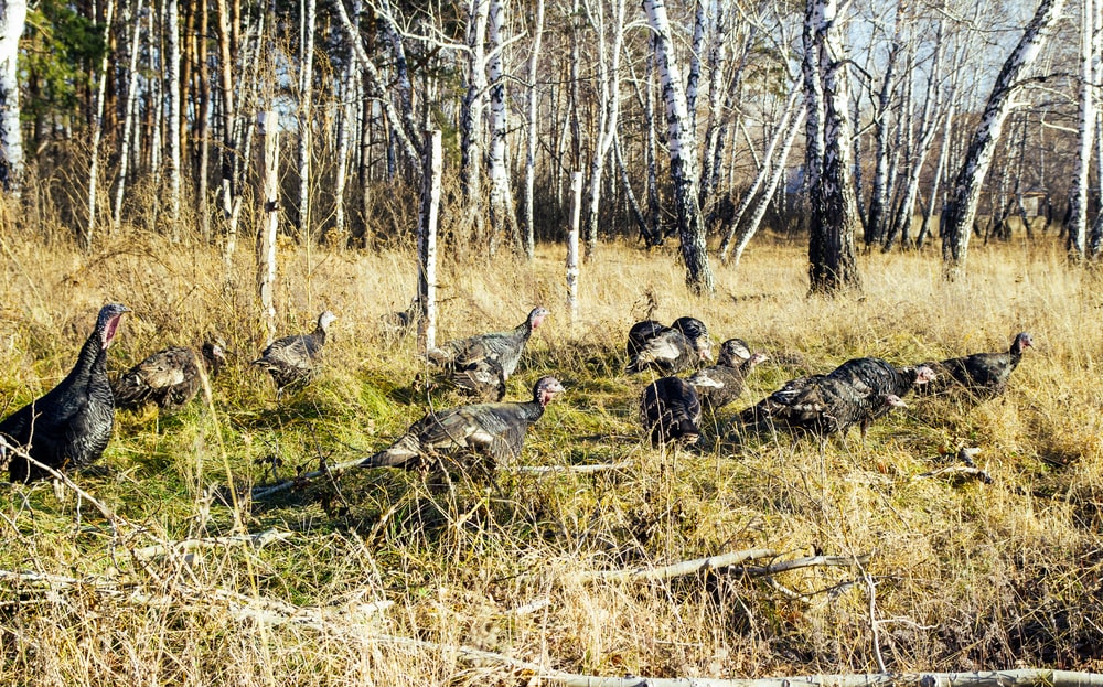What To Wear For Turkey Hunting