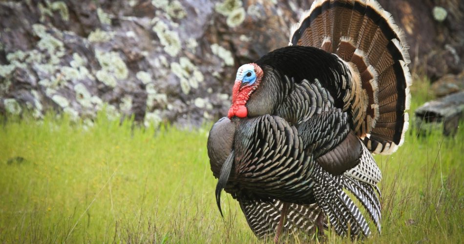 what to wear turkey hunting